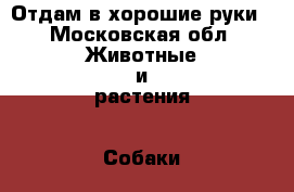Отдам в хорошие руки - Московская обл. Животные и растения » Собаки   